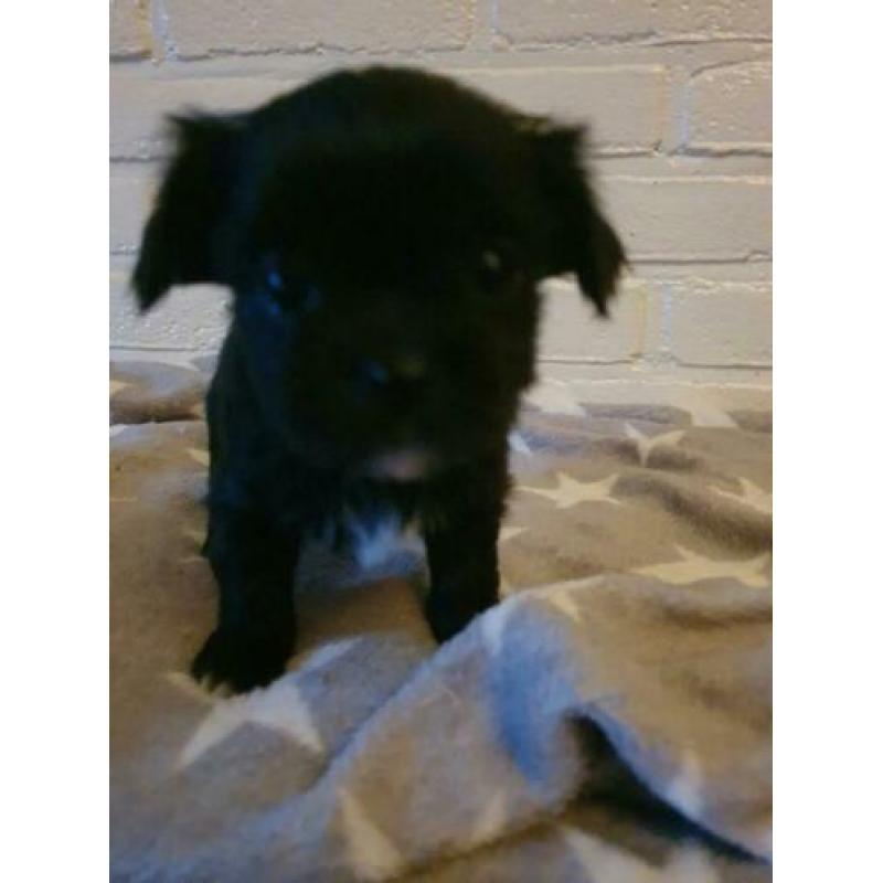 Lieve Boomer pups