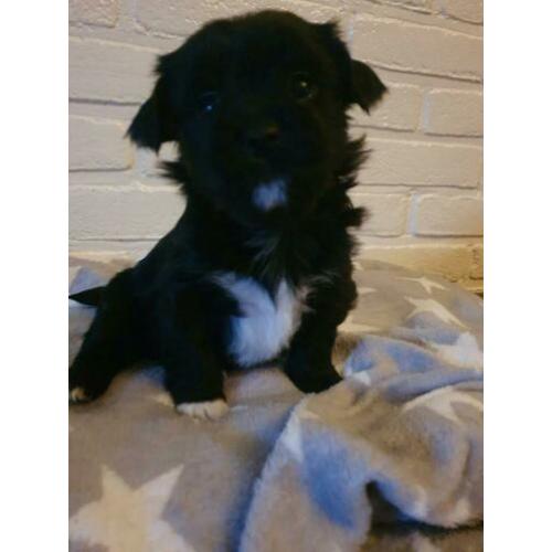 Lieve Boomer pups
