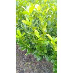 Conifeer thuja smaragd, buxus, taxus, laurier, Lonicera