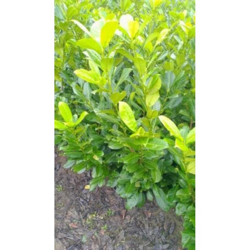 Conifeer thuja smaragd, buxus, taxus, laurier, Lonicera