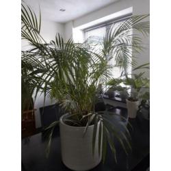 Grote groene plant