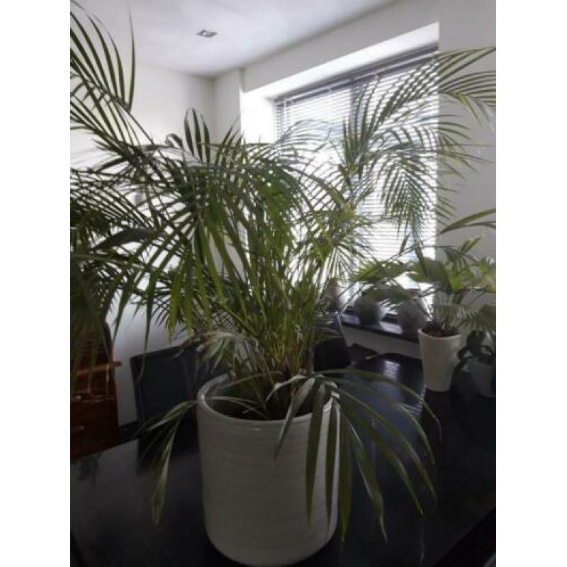 Grote groene plant