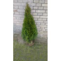 Conifeer thuja smaragd, buxus, taxus, laurier, Lonicera