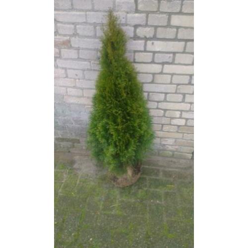 Conifeer thuja smaragd, buxus, taxus, laurier, Lonicera