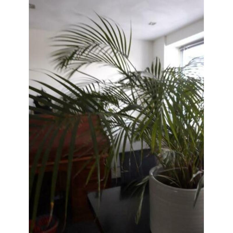 Grote groene plant