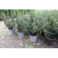 Conifeer thuja smaragd, buxus, taxus, laurier, Lonicera