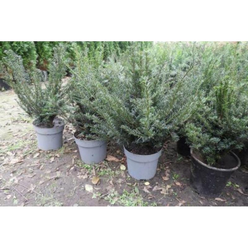 Conifeer thuja smaragd, buxus, taxus, laurier, Lonicera