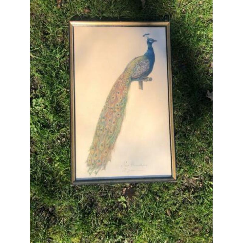 Schilderijen vogels