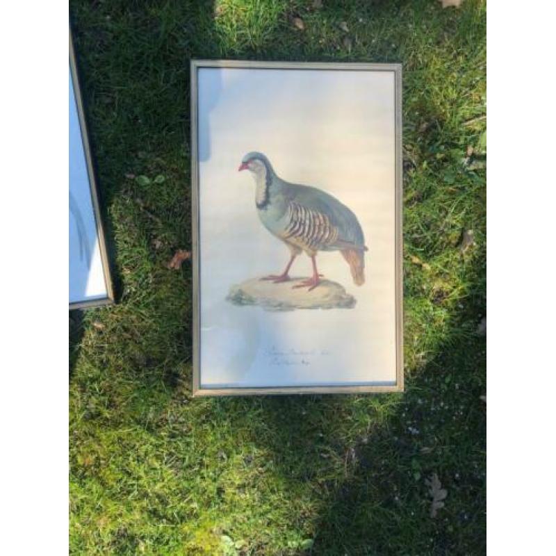 Schilderijen vogels