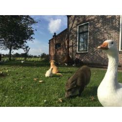 Ganzen eieren voor consumptie.