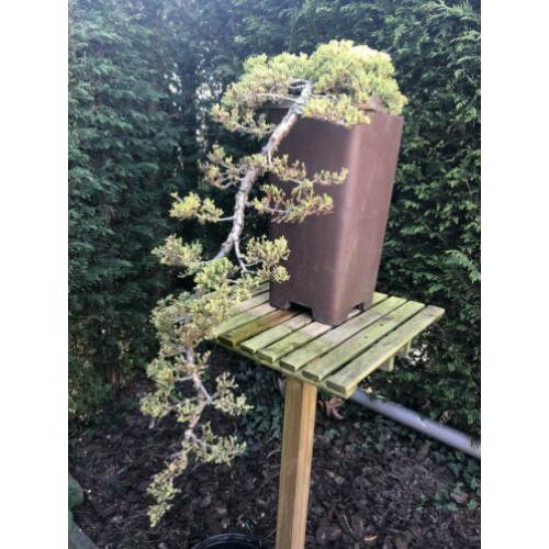 Bonsai Juniperus Nana - Cascade
