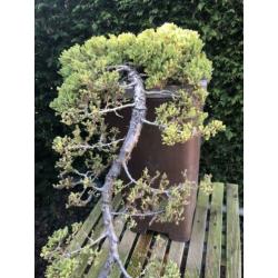 Bonsai Juniperus Nana - Cascade