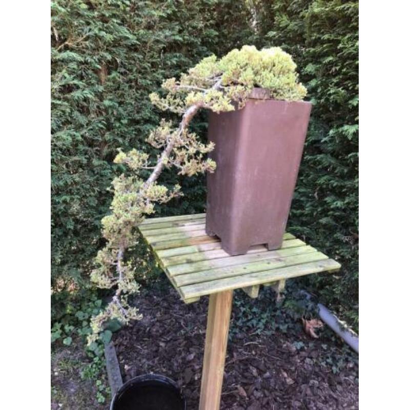 Bonsai Juniperus Nana - Cascade