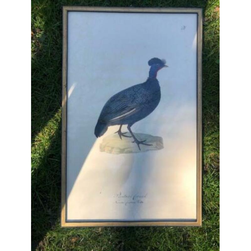 Schilderijen vogels
