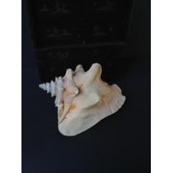 Grote schelp, naturalia, pink of Queen Conch, *Bonne