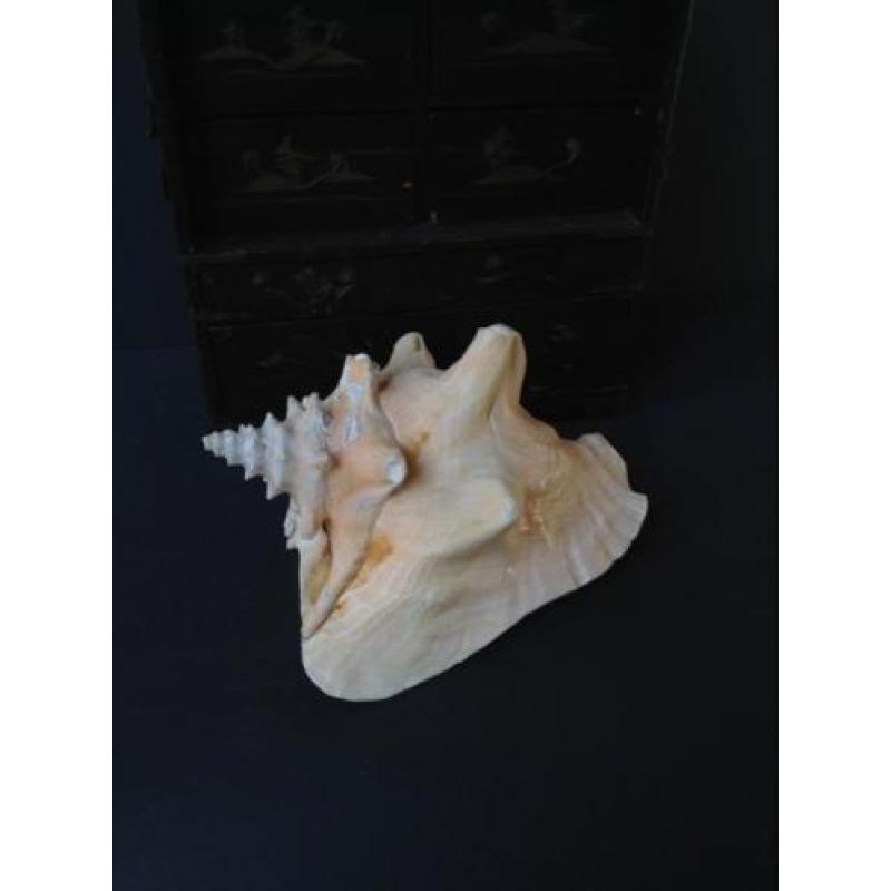 Grote schelp, naturalia, pink of Queen Conch, *Bonne