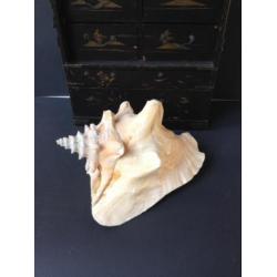 Grote schelp, naturalia, pink of Queen Conch, *Bonne