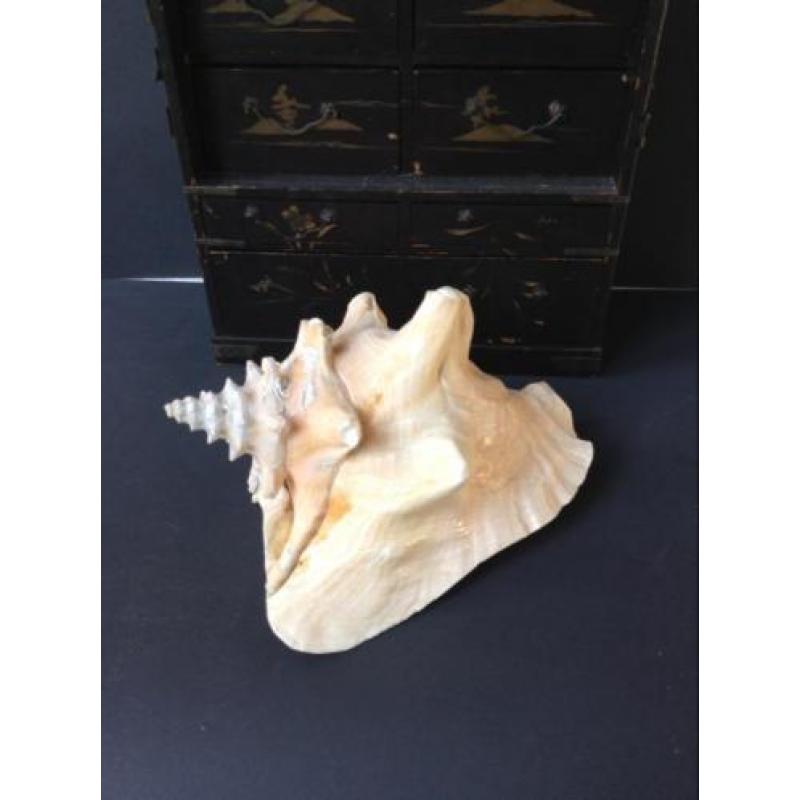 Grote schelp, naturalia, pink of Queen Conch, *Bonne