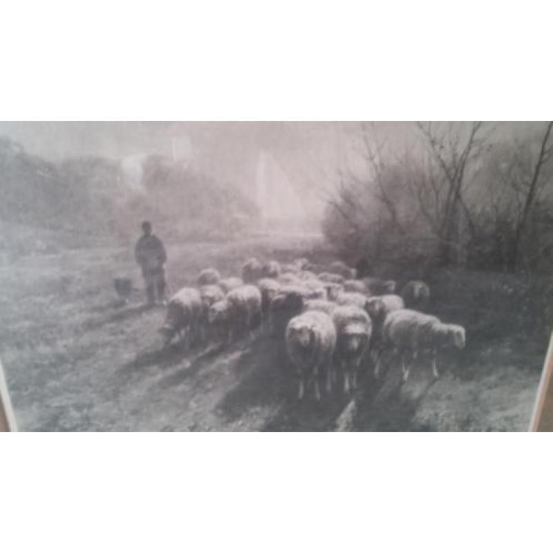 Ingelijste foto uit 1895 van herder met schaapskudde