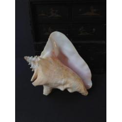 Grote schelp, naturalia, pink of Queen Conch, *Bonne