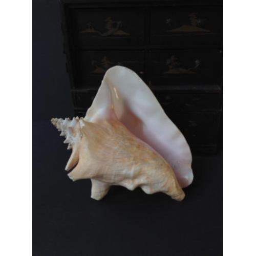 Grote schelp, naturalia, pink of Queen Conch, *Bonne