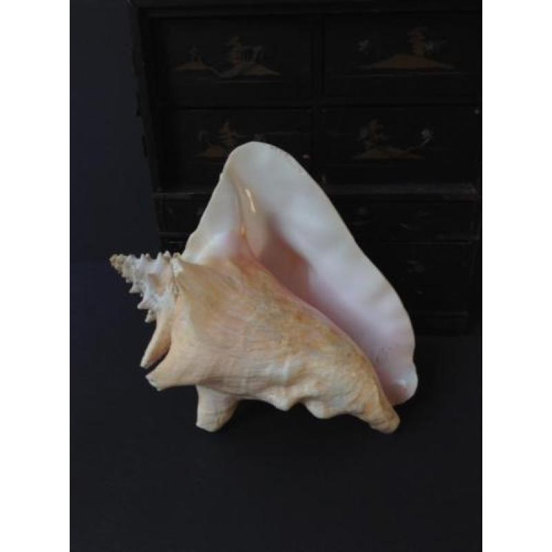 Grote schelp, naturalia, pink of Queen Conch, *Bonne