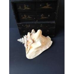 Grote schelp, naturalia, pink of Queen Conch, *Bonne
