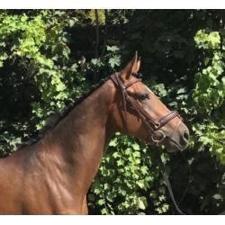 Mooie 3-jarige allround merrie v. Dieu Merci x Vancouver