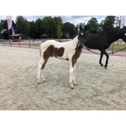 Bonte brave merrie (zie info)& bont hengstveulen 1e premie