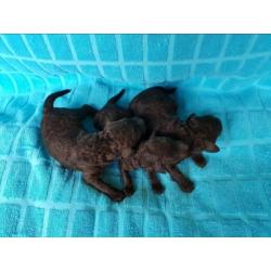 Schitterende choko konings poedel pups met stamboom