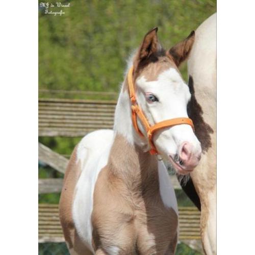 Leuke Paint horse veulens van 2018 te koop