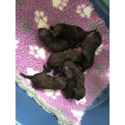 Schitterende choko konings poedel pups met stamboom