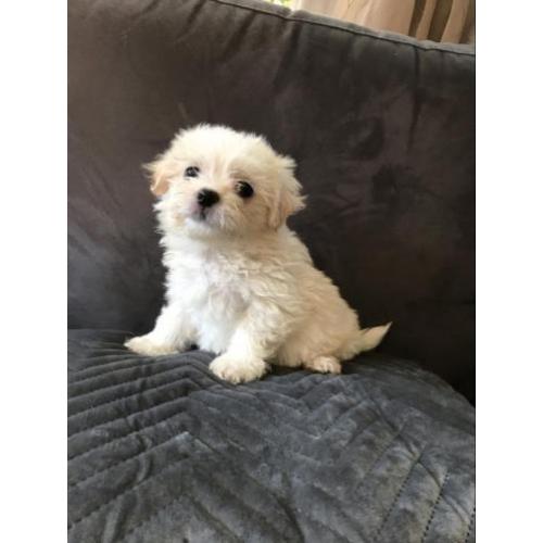 Mooie boomer pup pups puppies teefje