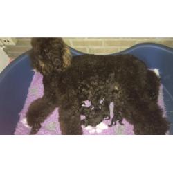 Schitterende choko konings poedel pups met stamboom