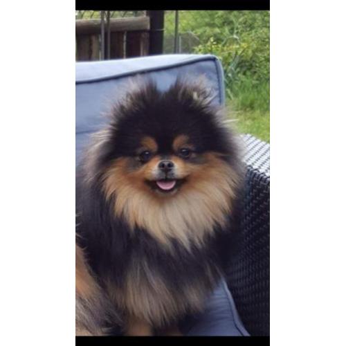 zeer mooie pomeranian pups teefjes te koop! mini mini