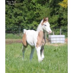 Leuke Paint horse veulens van 2018 te koop