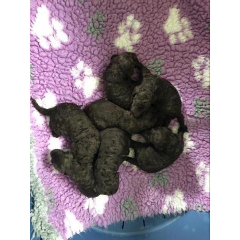 Schitterende choko konings poedel pups met stamboom