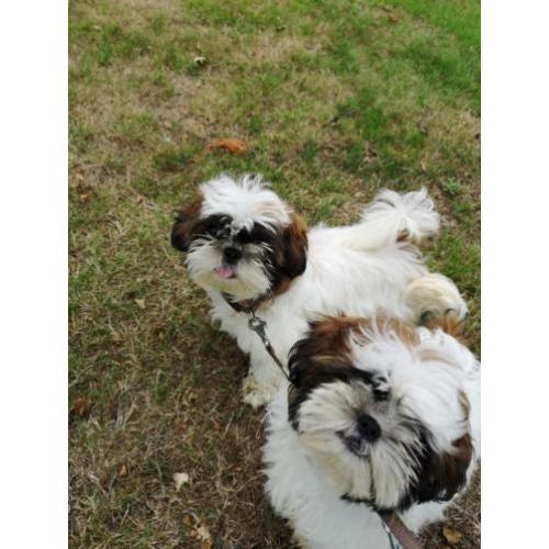 Raszuivere Shih tzu reutjes