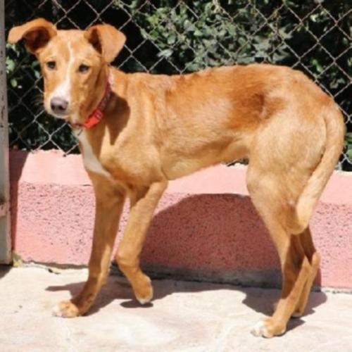 ACE: Niven, Podenco, pup van ca 11 mnd, leuk gezinshondje