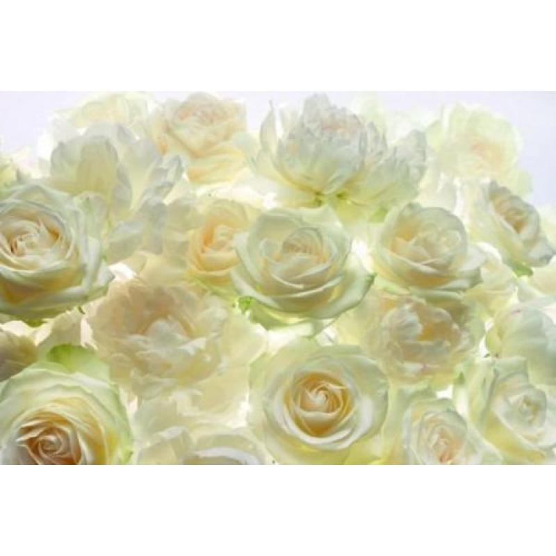 Witte Rozen Bloemen Fotobehang Vliesbehang 368×248 XXL4-00