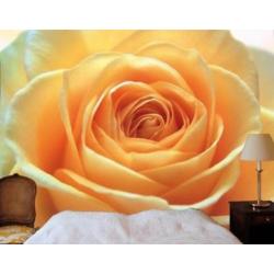Fotobehang Rose No.14395 Orange 400x280cm voor €45