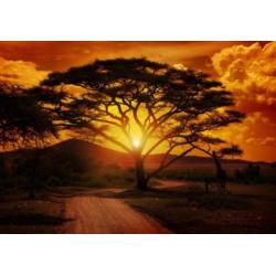 001 African Sunset Behang 300x210 Savanne Fotobehang