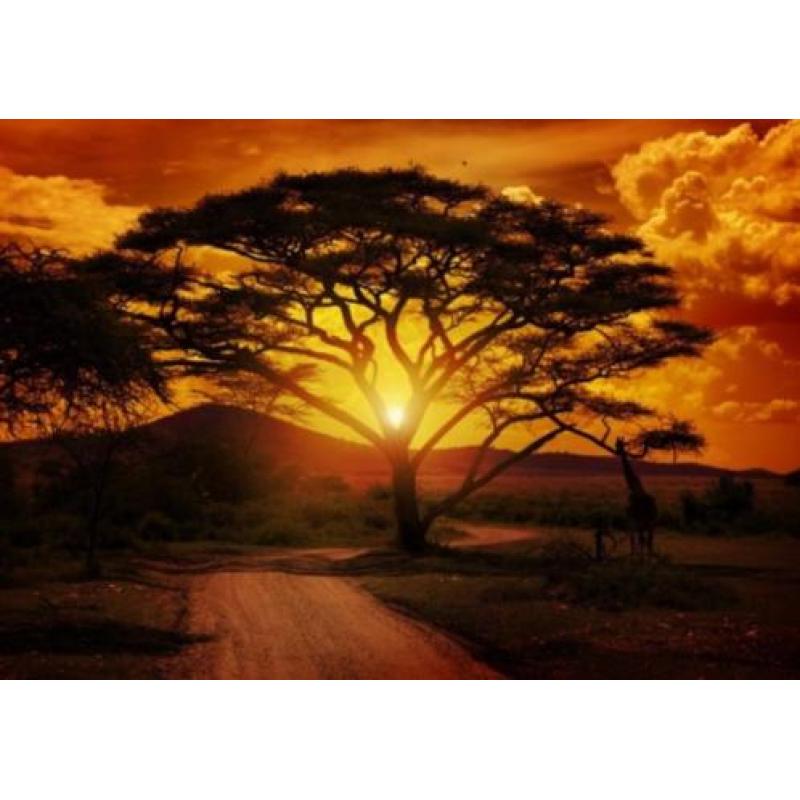001 African Sunset Behang 300x210 Savanne Fotobehang